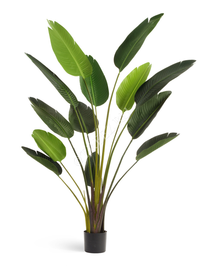 Стрелиция Style зелёная фото