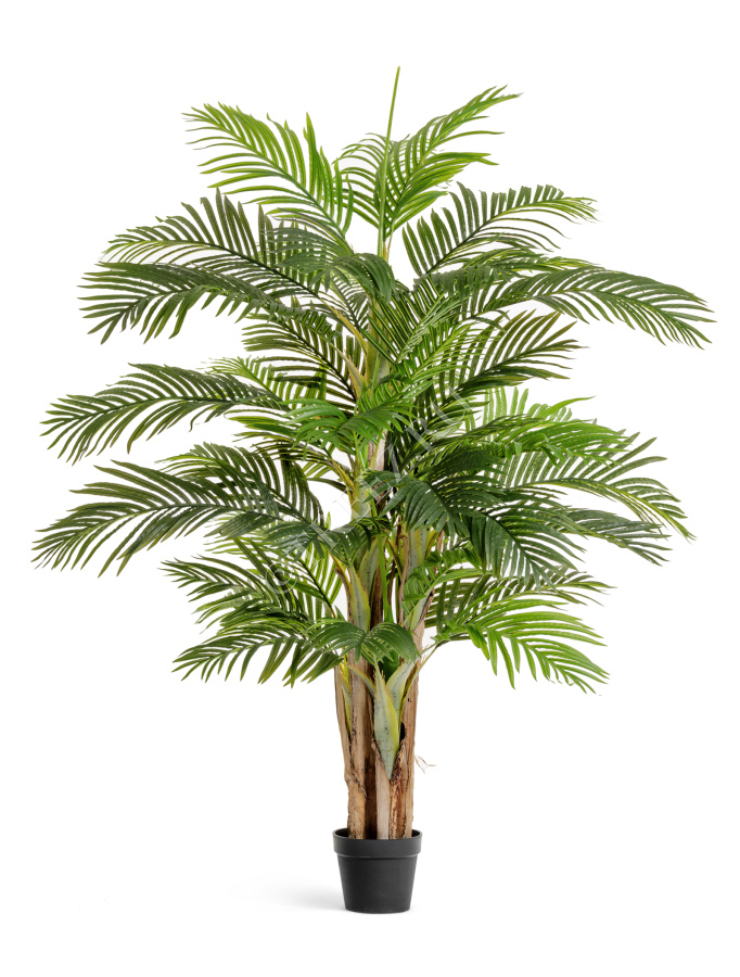 Пальма Арека Катеху де Люкс фото