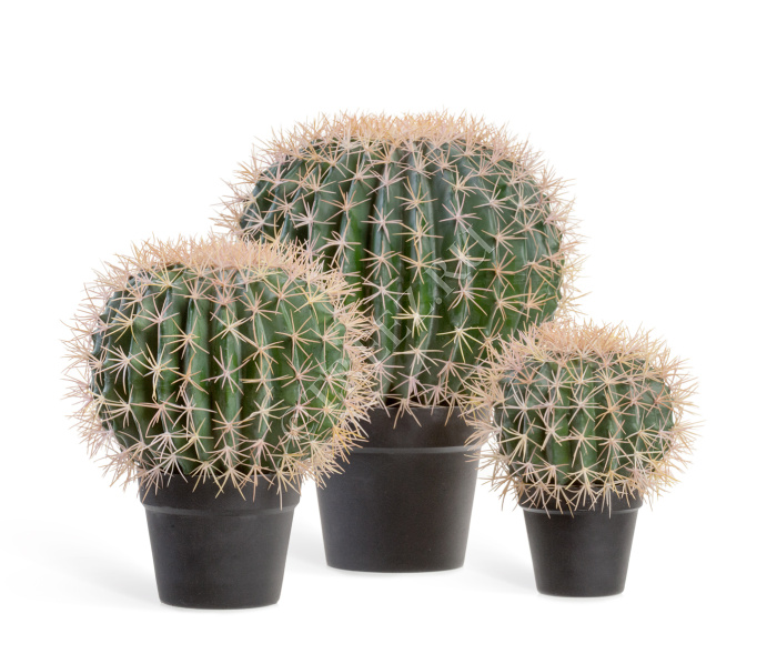 Кактус Баррель фото