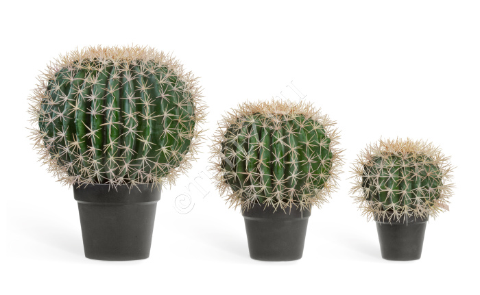 Кактус Баррель фото