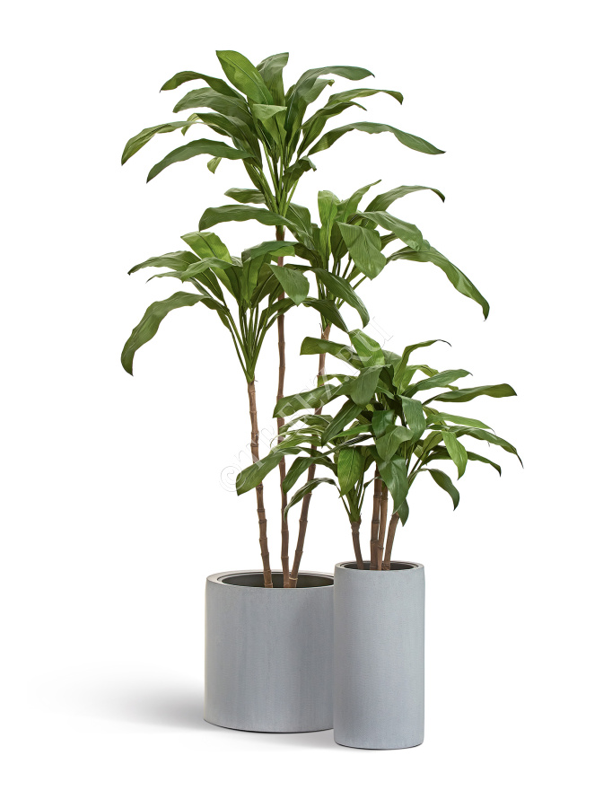 Кордилина зелёная крупнолистная на стволах фото