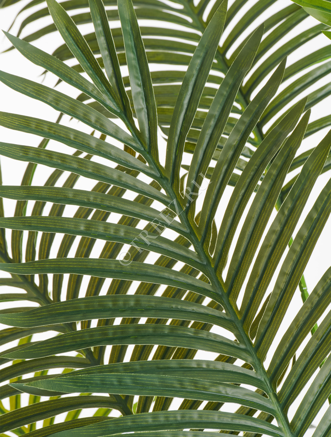 Пальма Арека Хризалидокарпус New фото