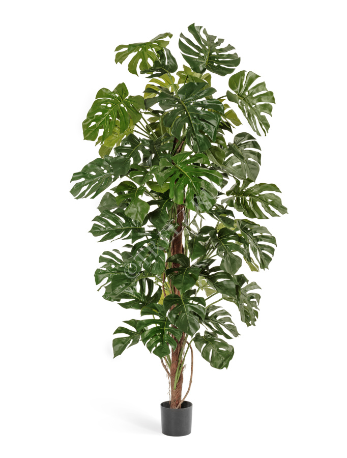 Монстера на стволе большая фото