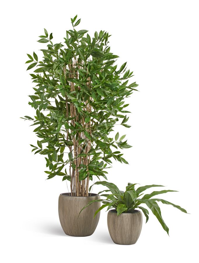 Драцена Саркула Спотти фото