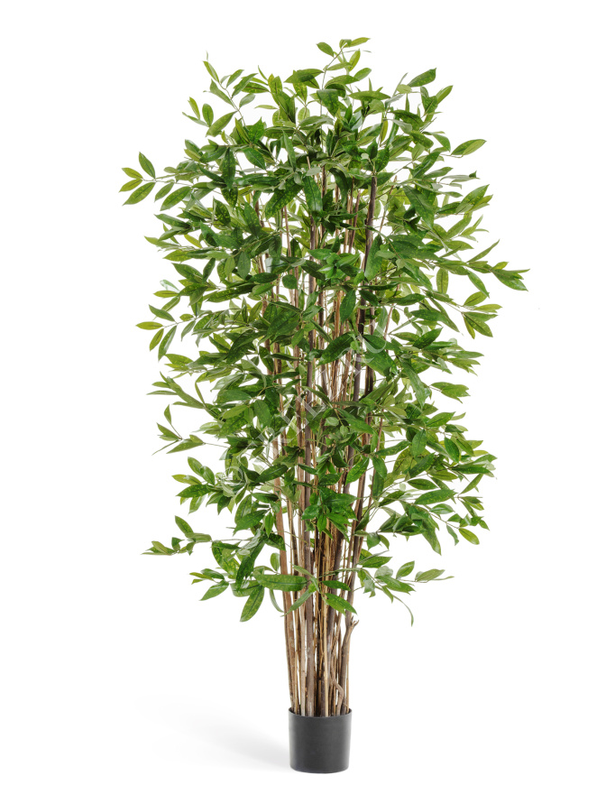 Драцена Саркула Спотти фото