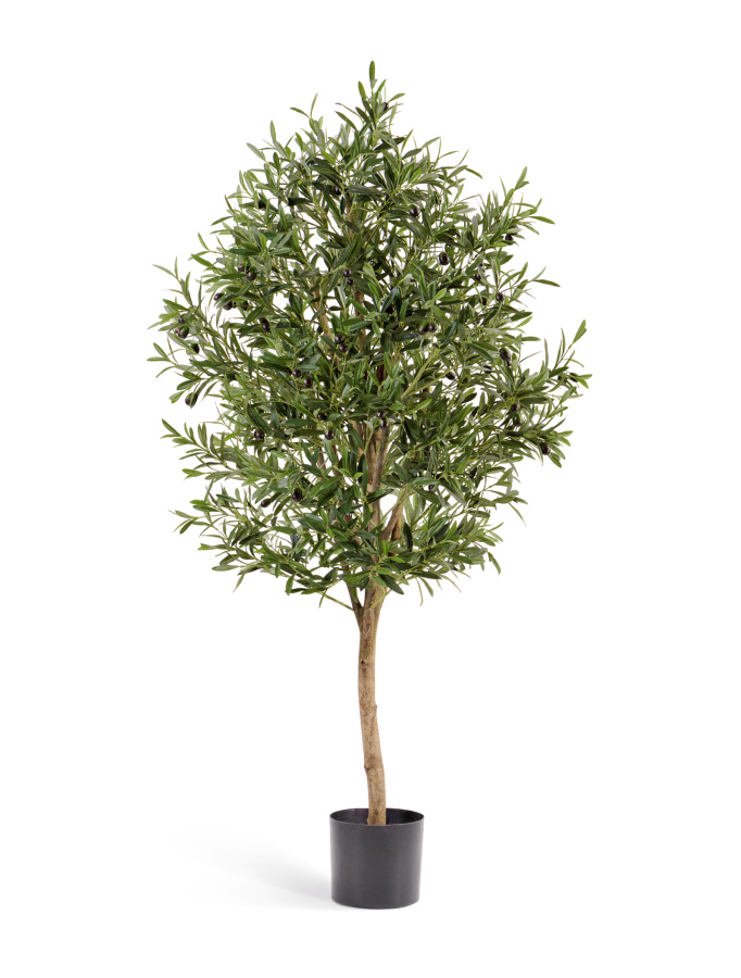 Олива Вайн с плодами фото