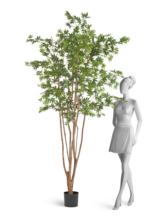 Клён японский Вайлд зелёный фото