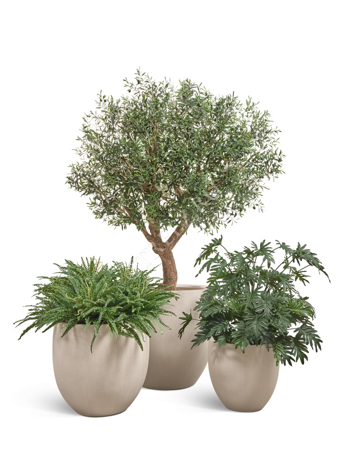 Олива Олден на толстом стволе фото