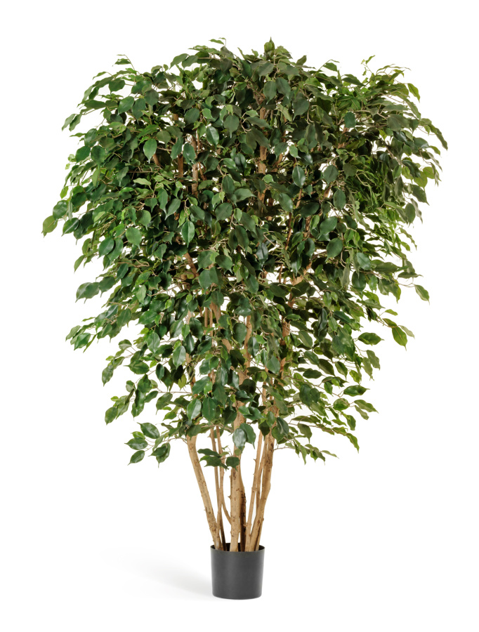 Фикус Бенджамина многоствольный фото