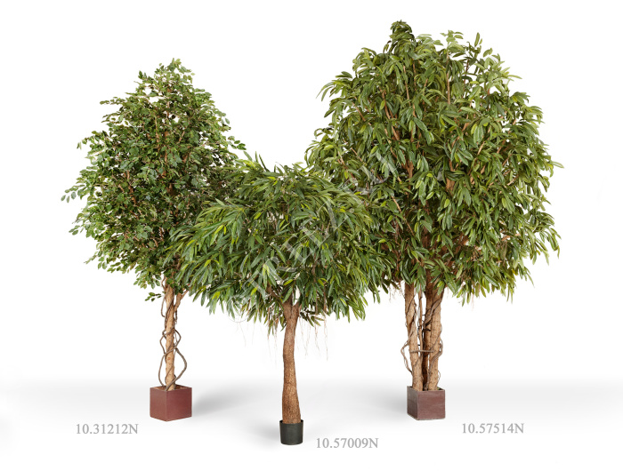 Фикус Бенджамина Гигантский фото