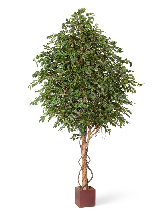 Фикус Бенджамина Гигантский фото