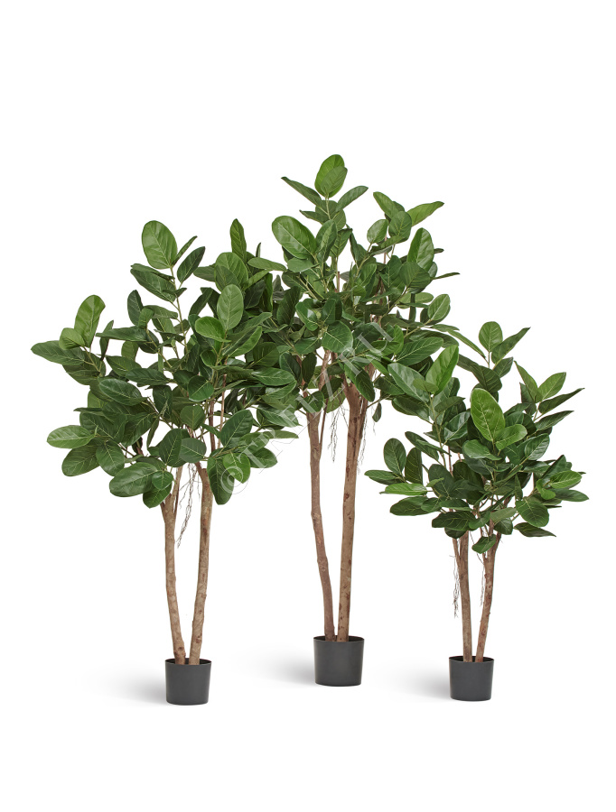 Фикус Одри Бенгальский  фото