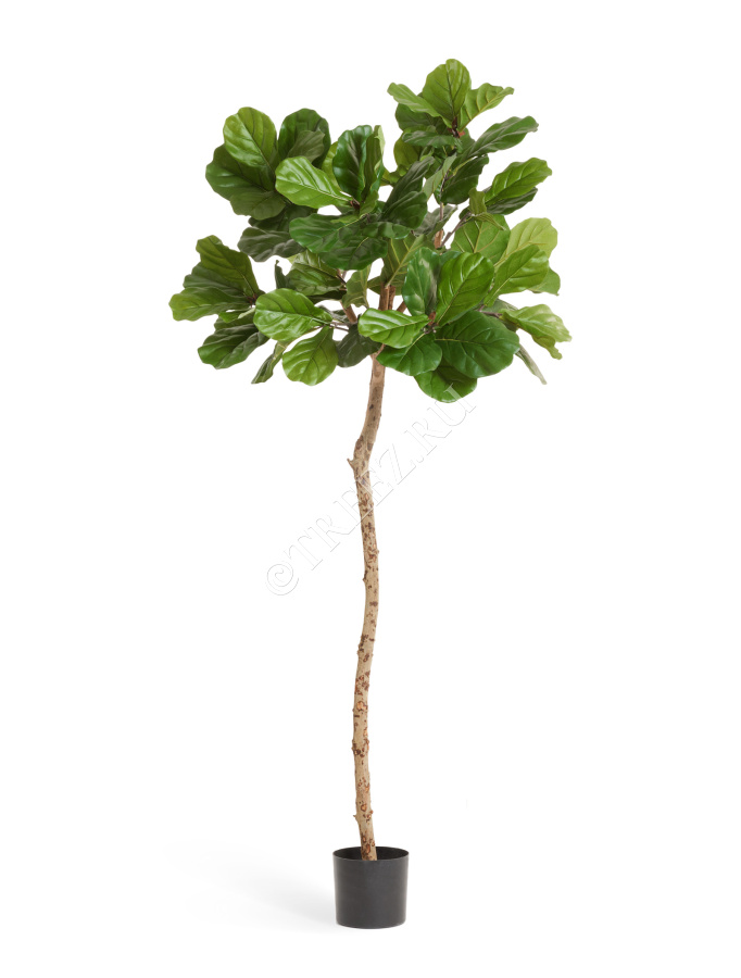 Фикус Лирата M-Style на штамбе фото