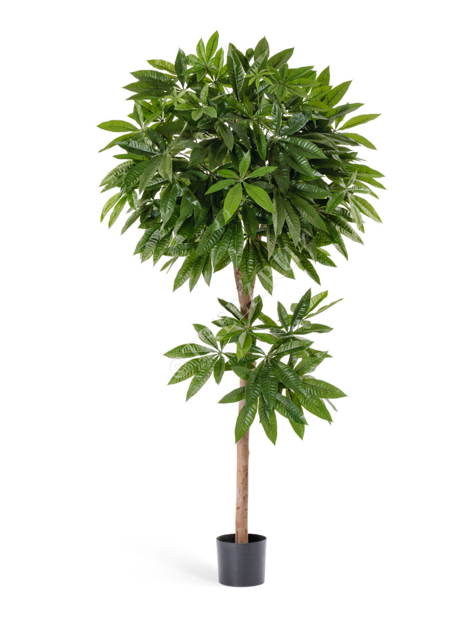 Пахира фото