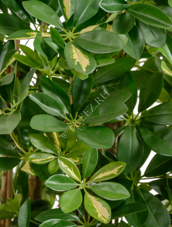 Шеффлера колонновидная большая пёстрая 195 см фото