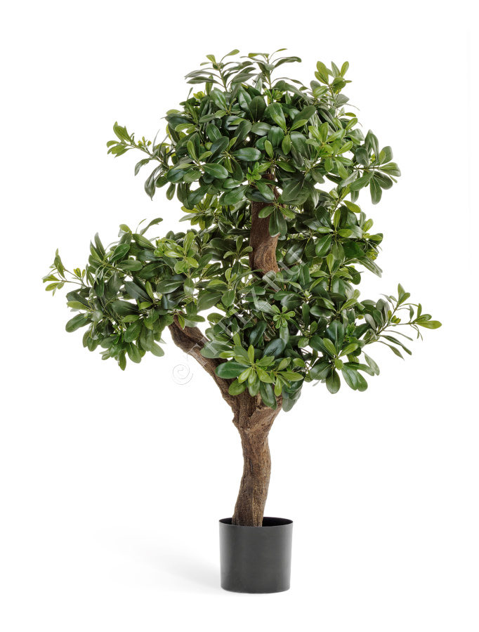 Питтоспорум горный фото