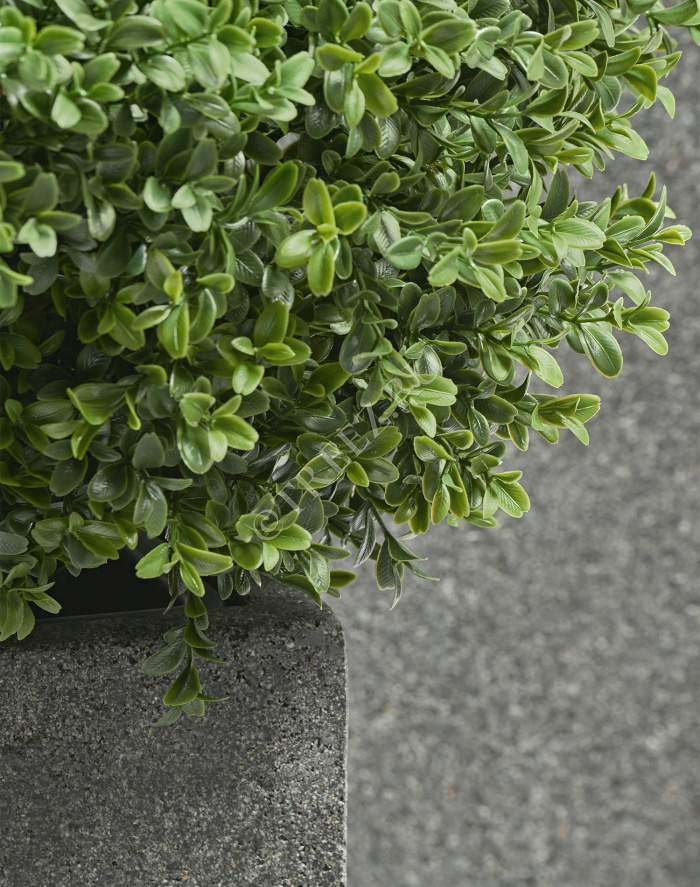 Самшиты Шары уличные на коротком стволе фото