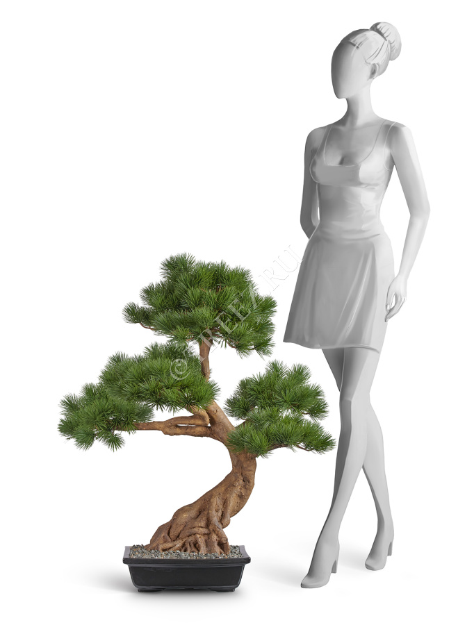 Бонсай Сосна Японская белая Негиши в керамическом кашпо фото