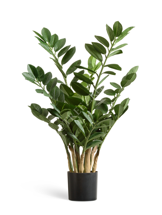 Замиокулькас кустовой Мидл фото