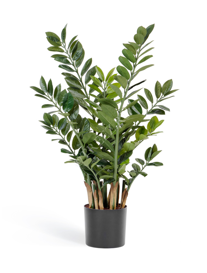 Замиокулькас кустовой фото