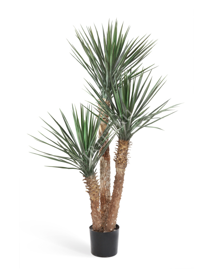 Юкка Рострата 3 ствола фото