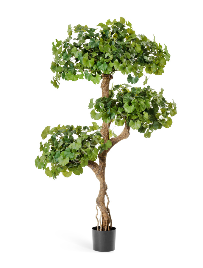 Гинкго на забавном стволе 145 см фото