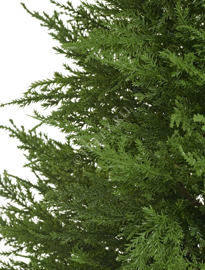 Кипарис Тауэр Элегант уличный фото