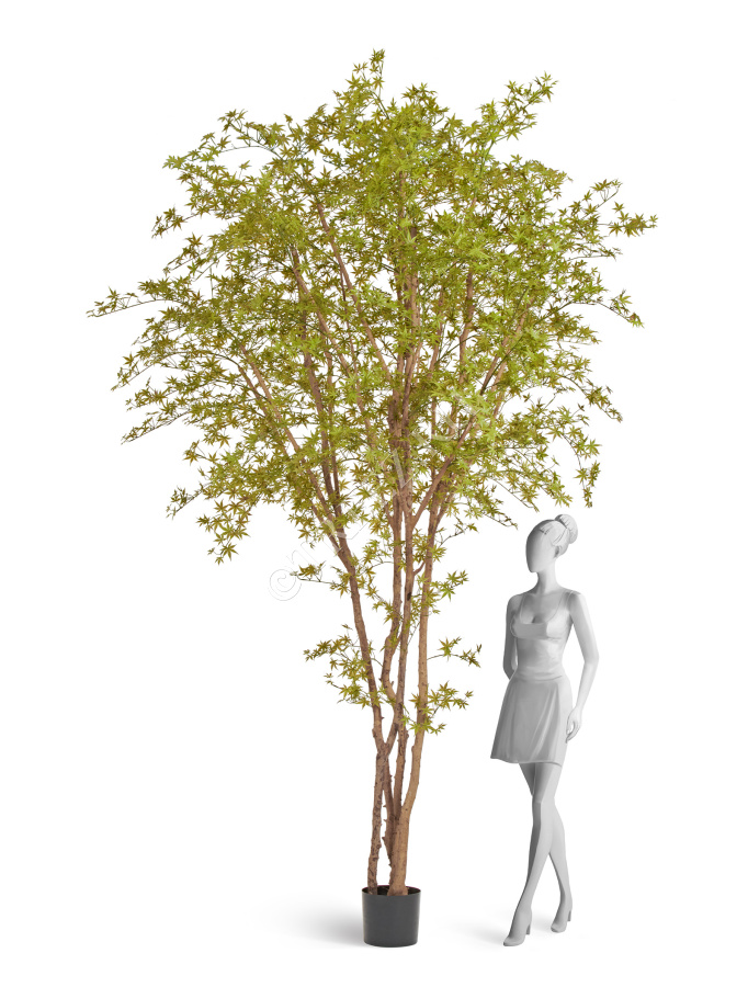 Гигантский Японский клён Баттерфляй фото