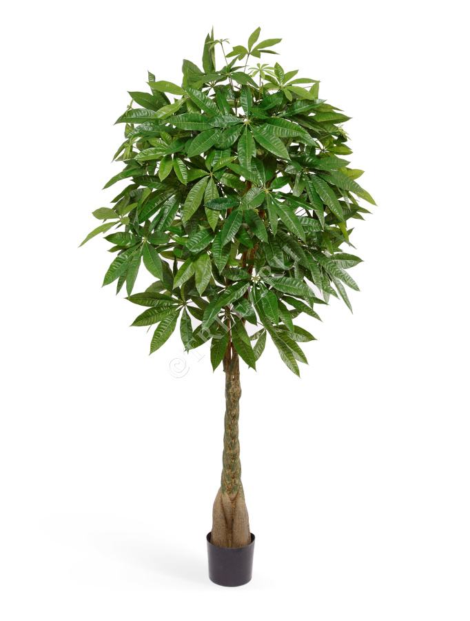 Пахира на витом стволе (косичка) фото