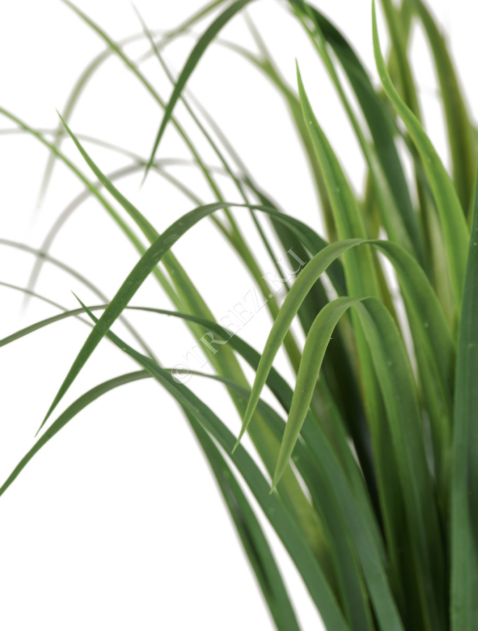 Лемонграсс трава зелёная в горшке фото