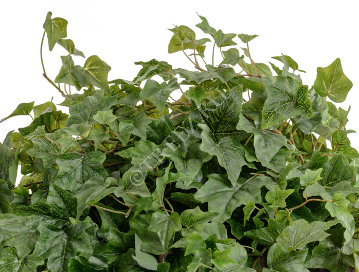 Английский плющ Олд Тэмпл припылённо-зелёный фото