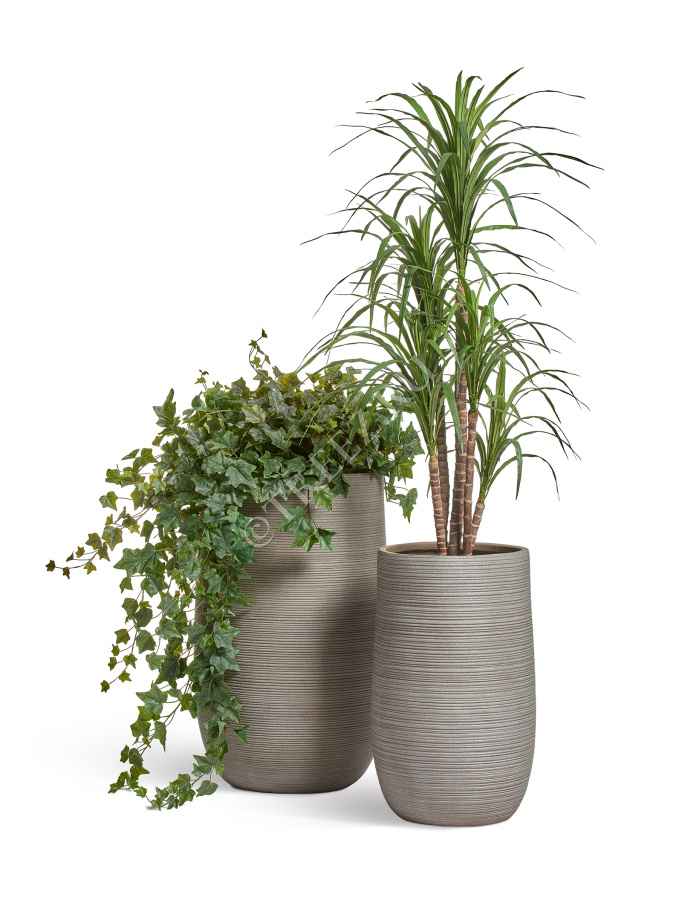 Английский плющ Биг Олд Тэмпл крупнолистный зелёный фото