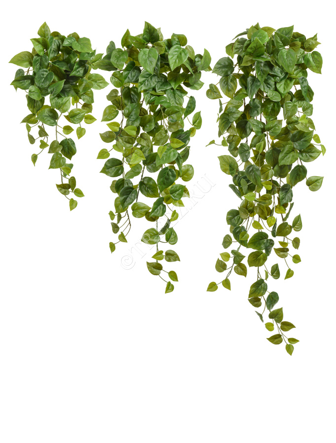 Филодендрон Сканденс ампельный фото