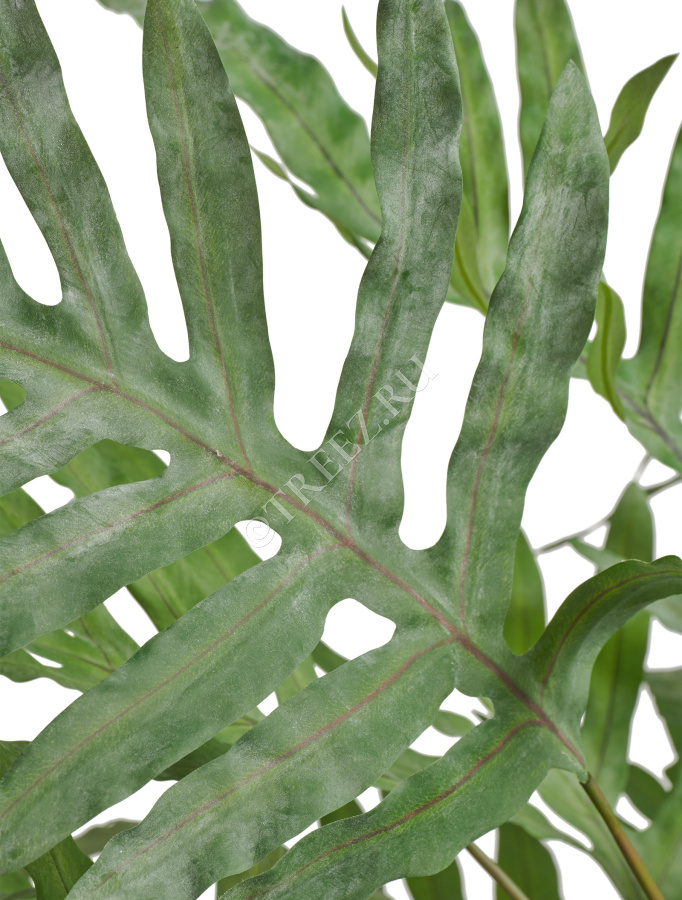 Папоротник Рэббит Фут в керамическом кашпо фото