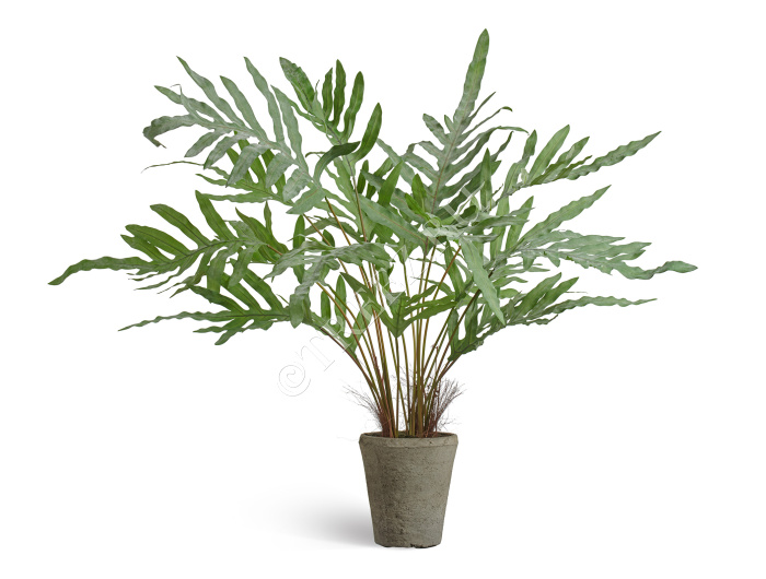 Папоротник Рэббит Фут в керамическом кашпо фото