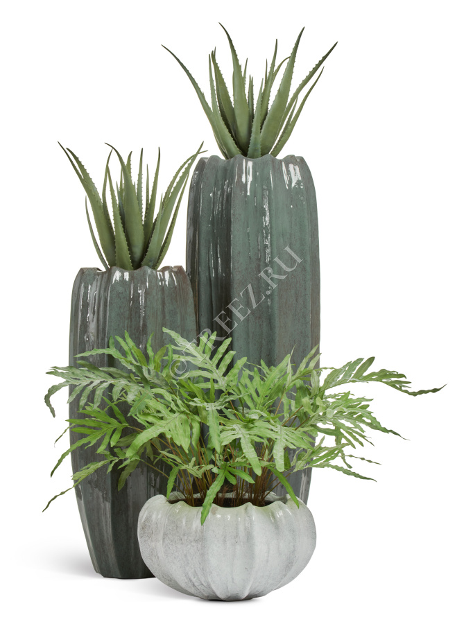 Алоэ куст в горшке фото