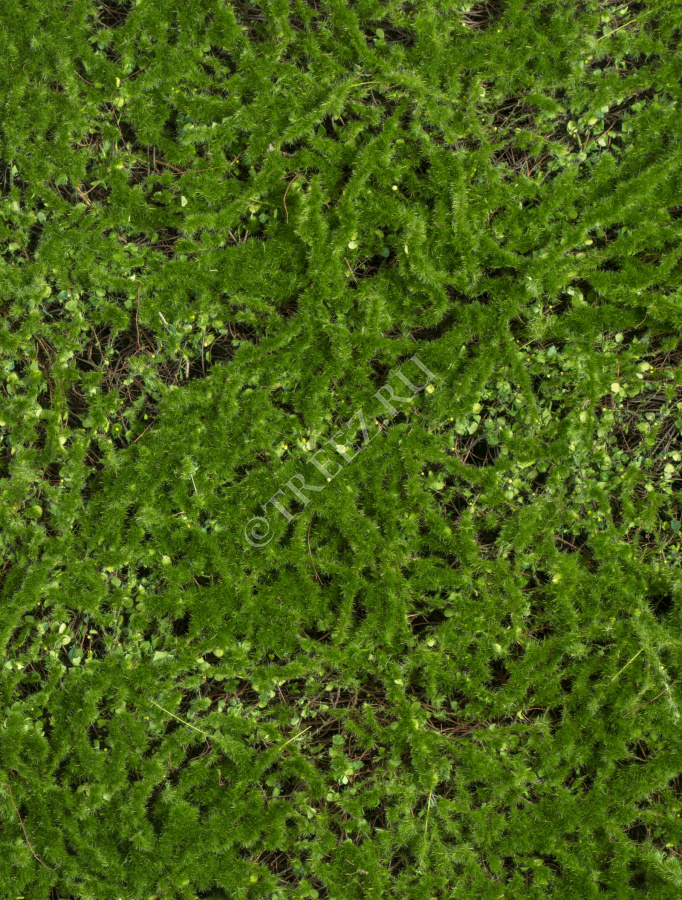 Мох Микс Рясковый-Сфагнум (полотно) фото