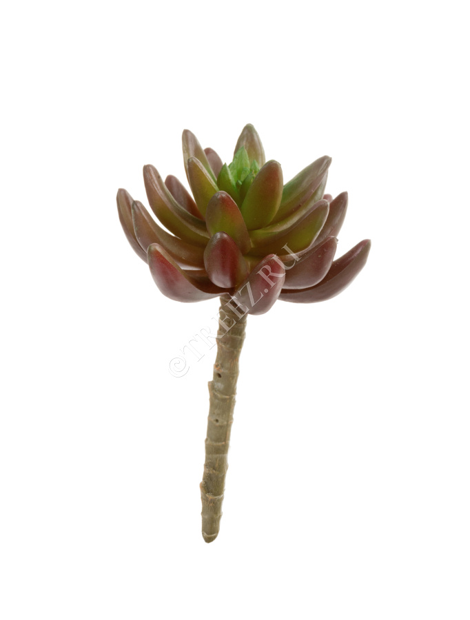 Суккулент Синокрассула бордово-зелёная фото