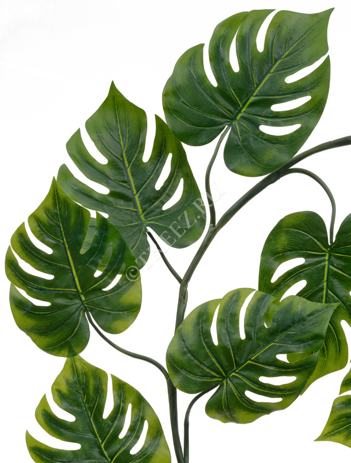 Монстера Giant лиана фото