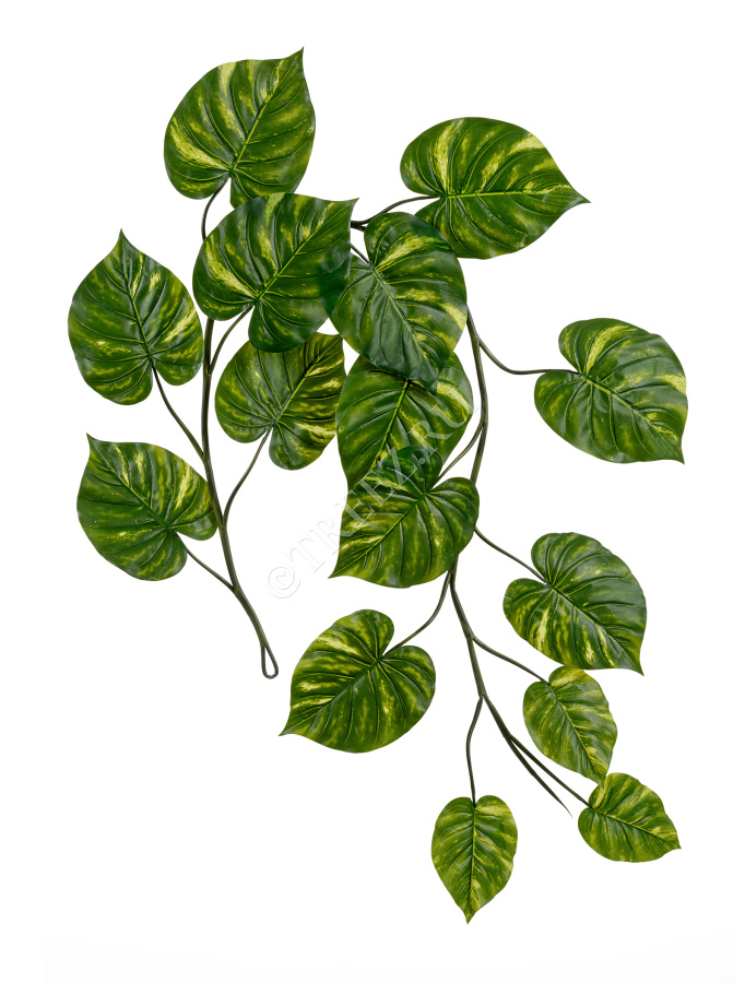 Потос Giant лиана фото