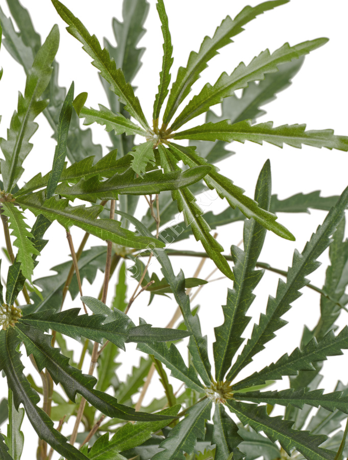 Аралия зелёная куст фото