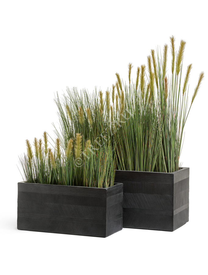 Трава Осока Элеганс куст с зелёными султанами фото