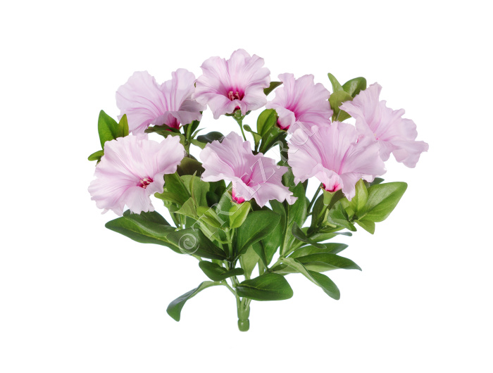 Петуния куст бледно-сиреневый фото