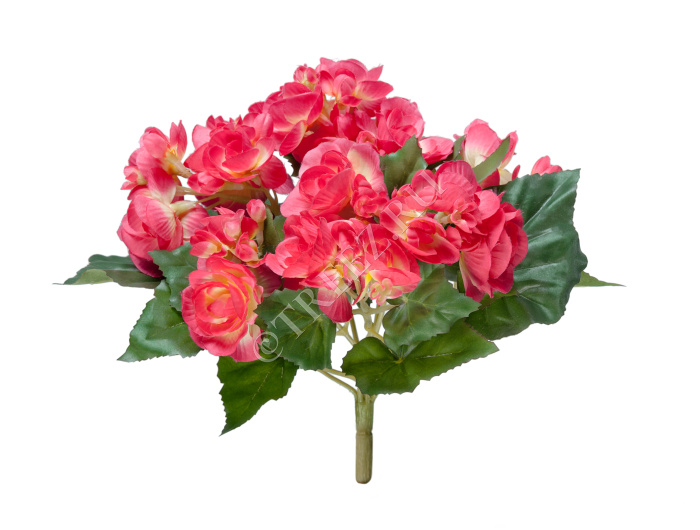 Бегония куст бордово-жёлтый фото