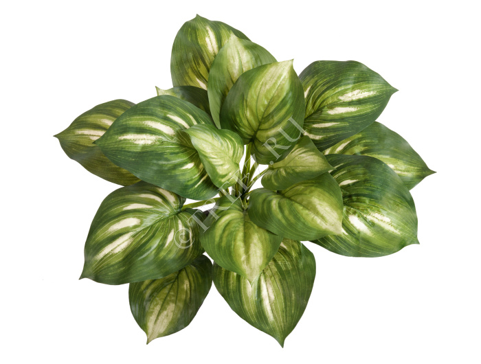 Хоста бело-зелёная большая фото