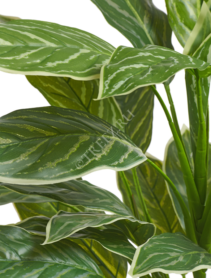 Аглаонема Страйпс куст большой бело-зелёный фото