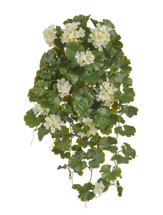 Герань ампельная кремовая (UV-фильтр) фото