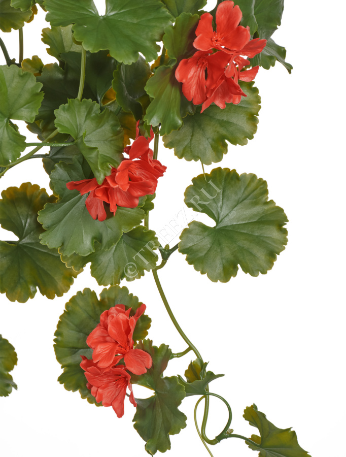 Герань ампельная красная (UV-фильтр) фото