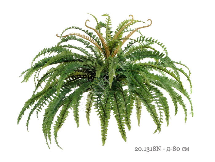 Папоротник лесной фото