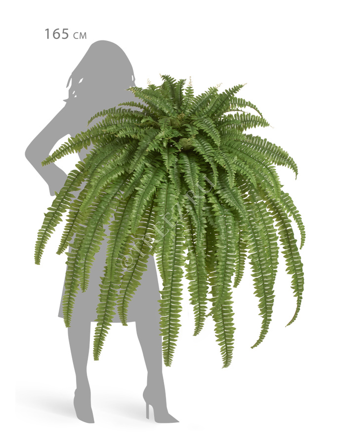 Папоротник Бостон Новый свисающий Лардж фото